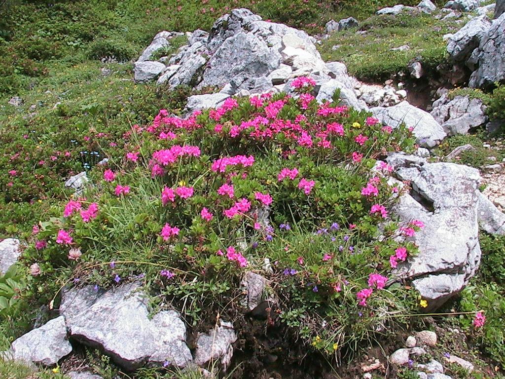 Bartlbauer